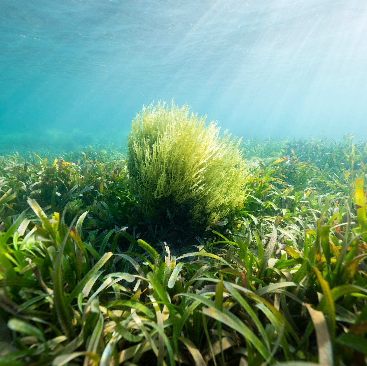 Sea Moss- Natures Farmer Sea