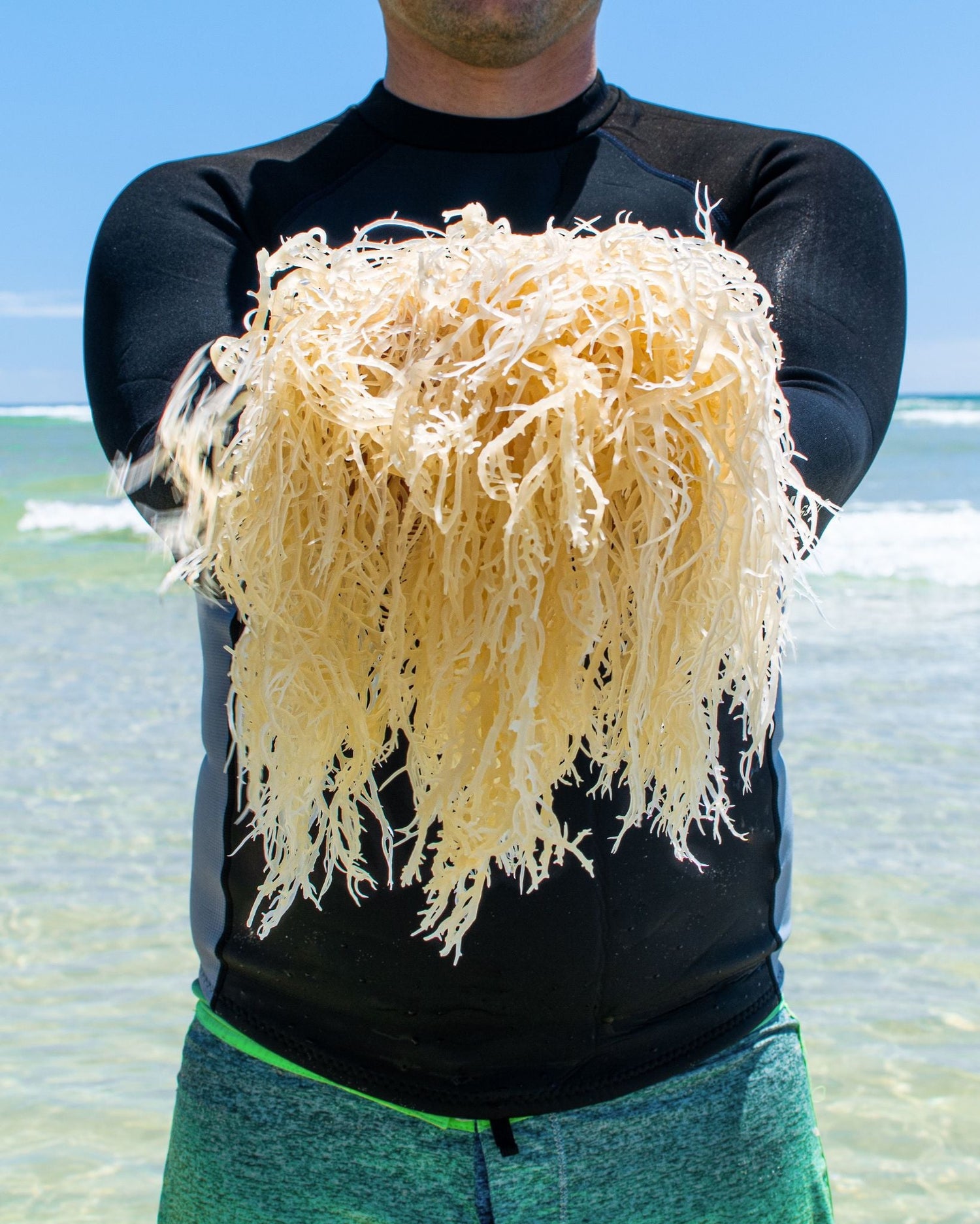 Benefits Of Sea Moss- Natures Farmer Sea