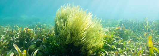 The Origins of our Incredible Sea Moss!