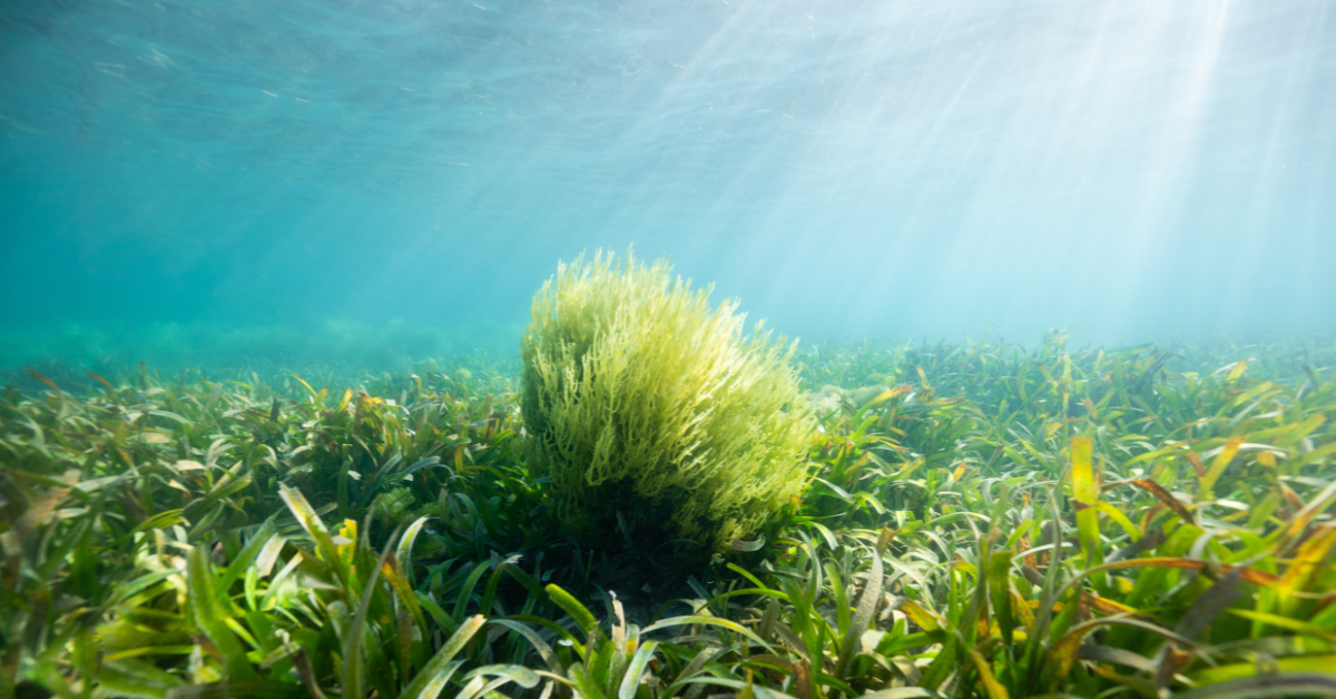 Sea Moss & The Planet: How One Scoop a Day Helps Heal the Earth